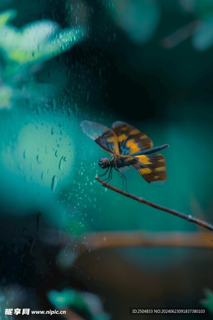 蜻蜓