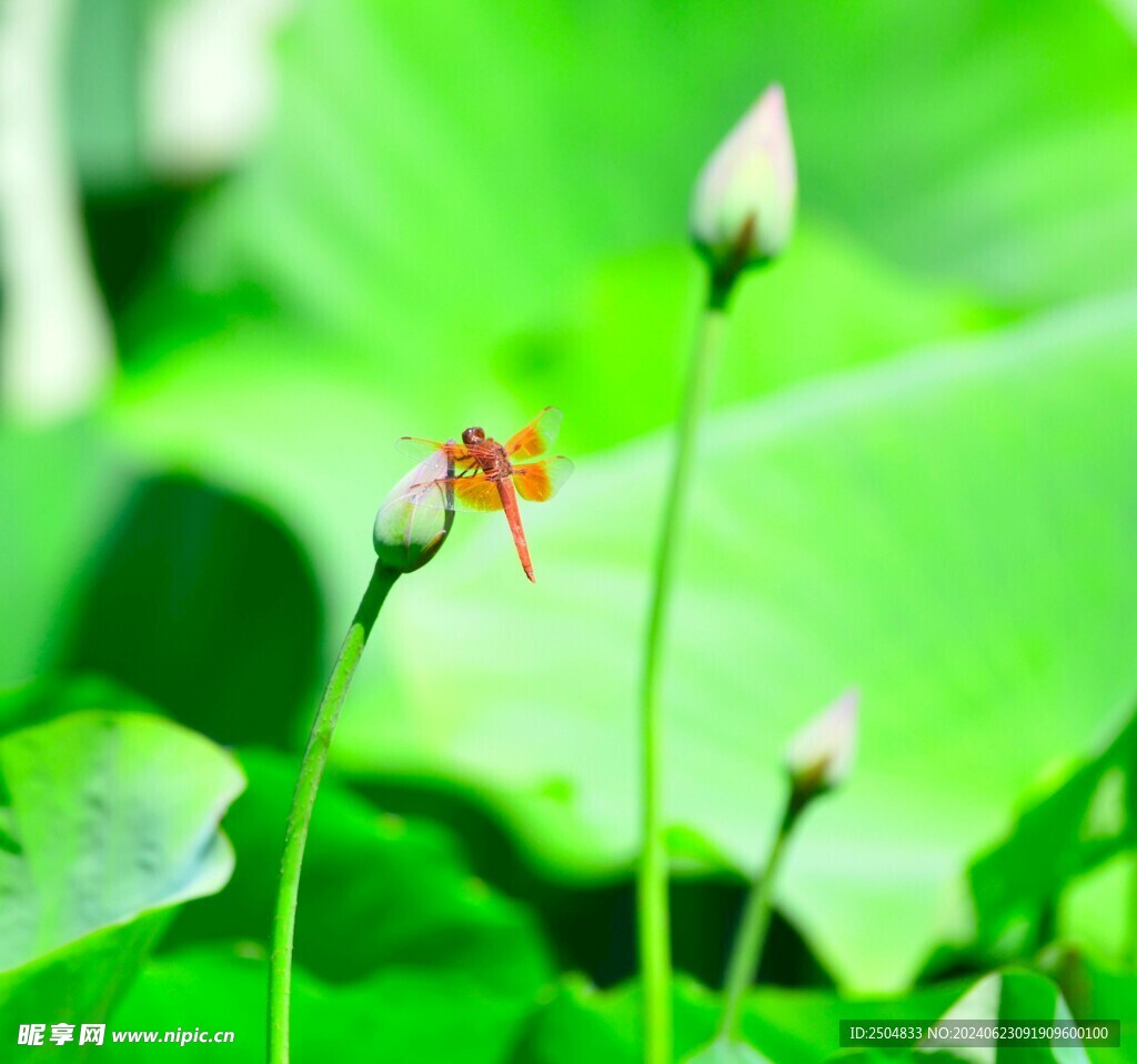 蜻蜓