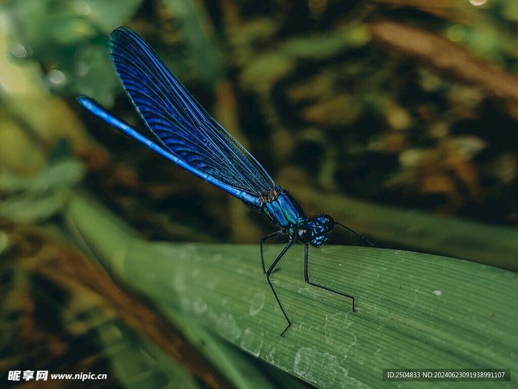 蜻蜓