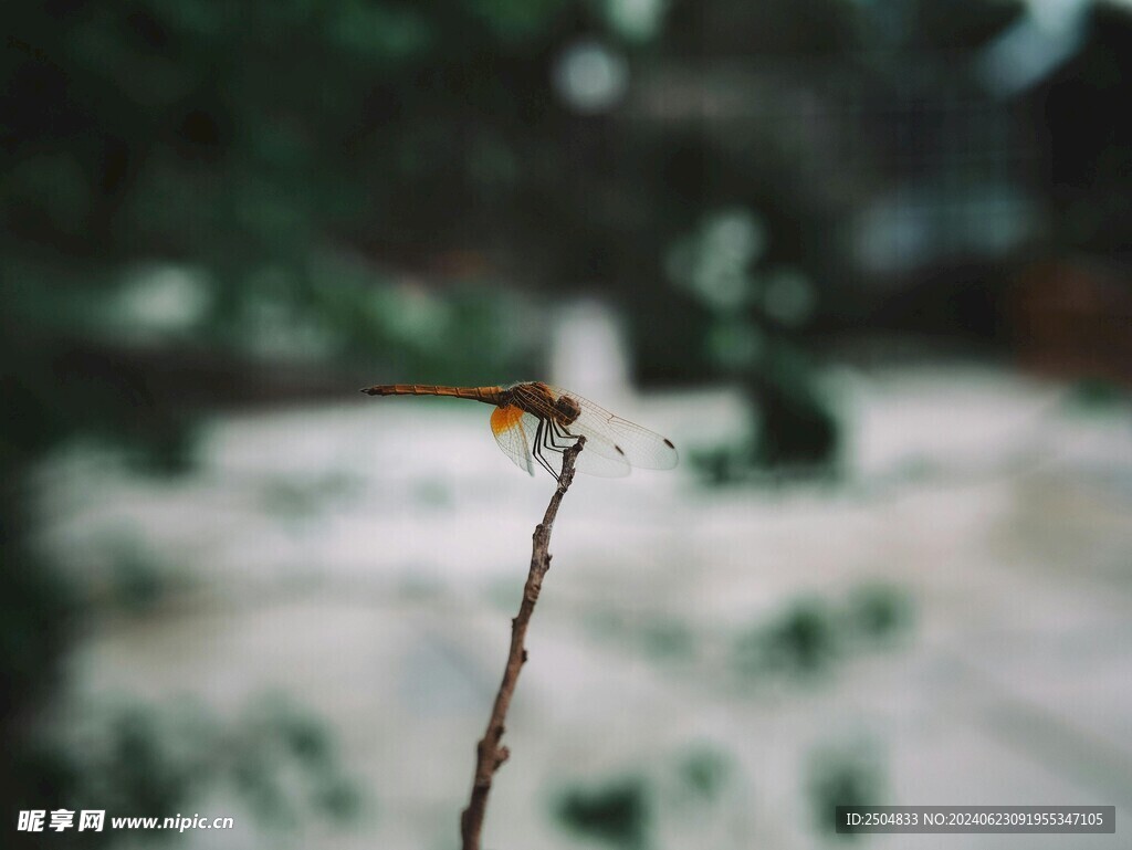 蜻蜓