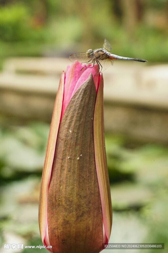 蜻蜓