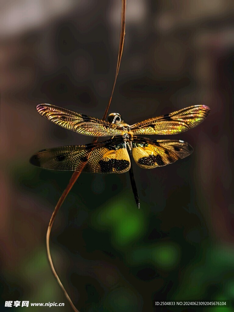 蜻蜓