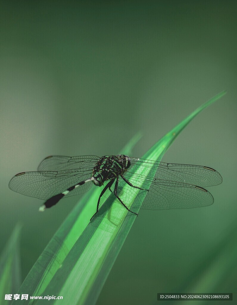 蜻蜓