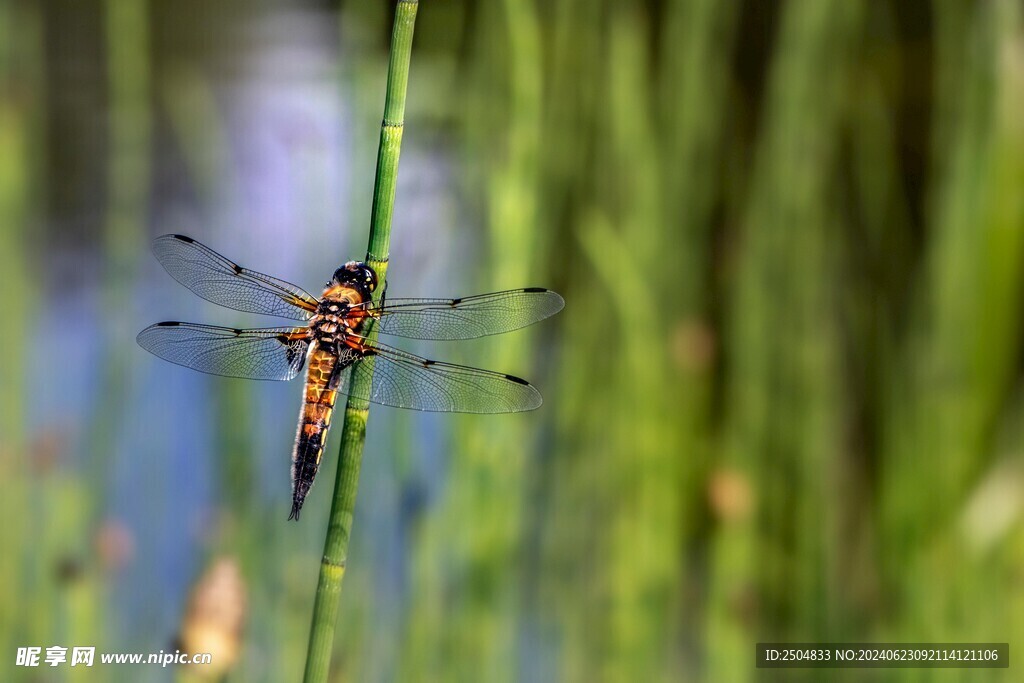 蜻蜓