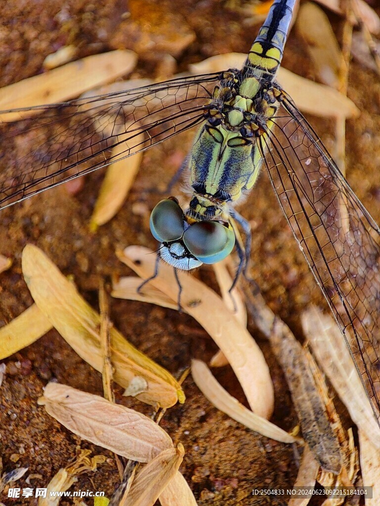 蜻蜓