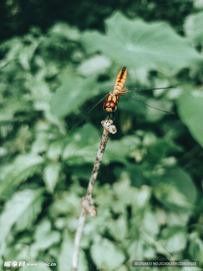 蜻蜓