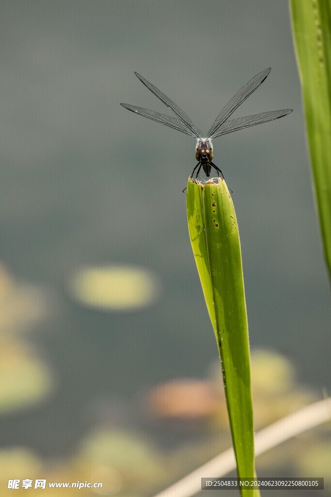 蜻蜓