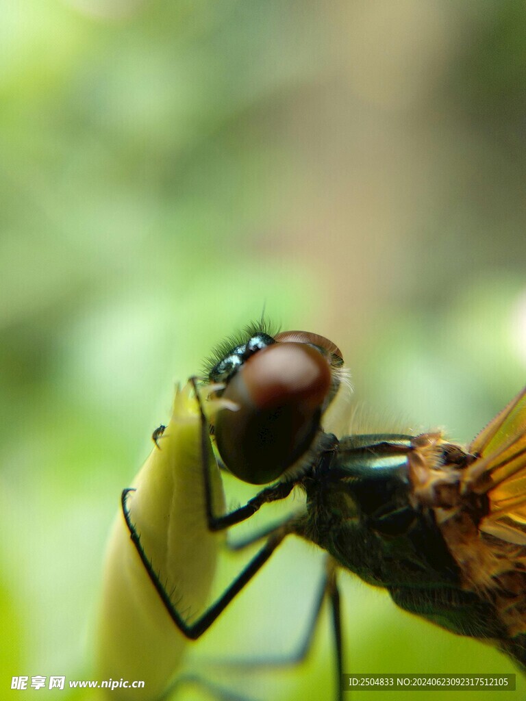 蜻蜓