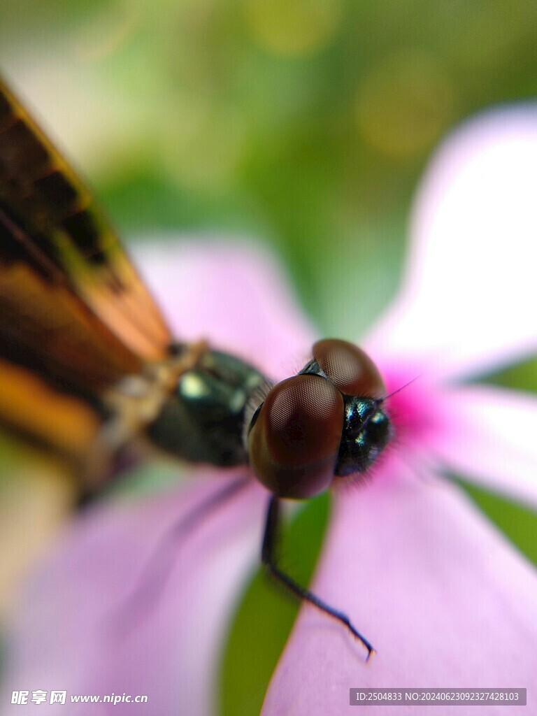 蜻蜓