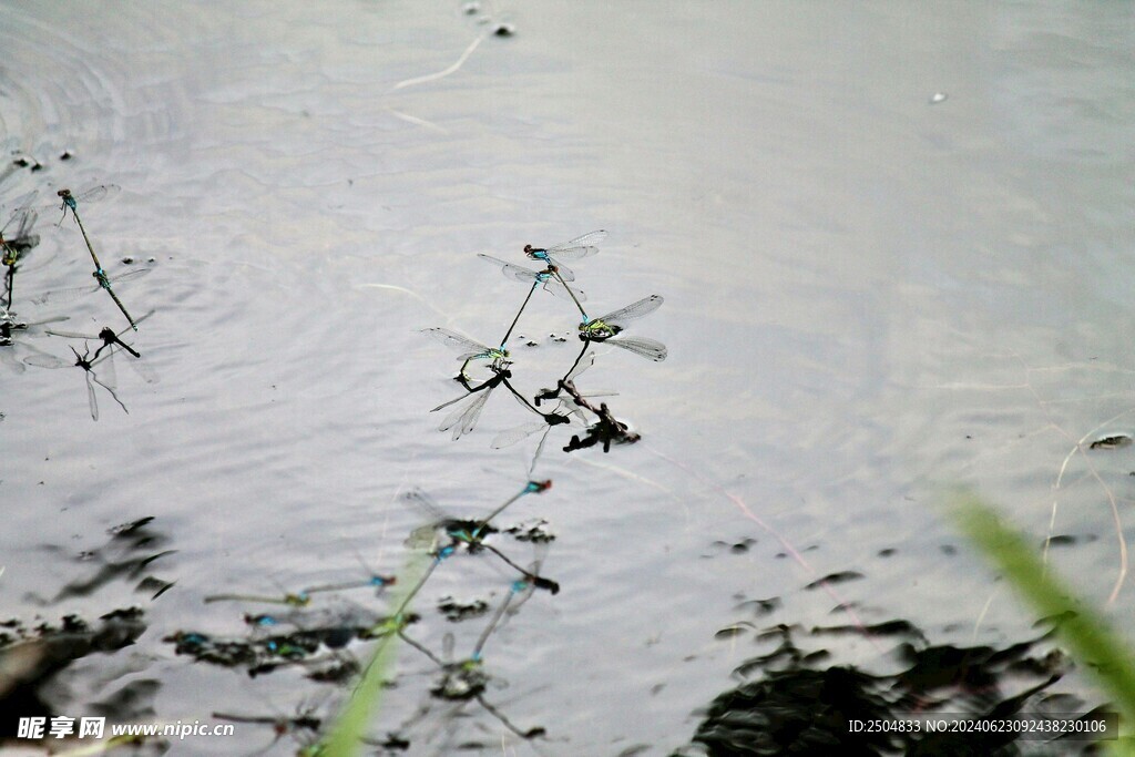 蜻蜓
