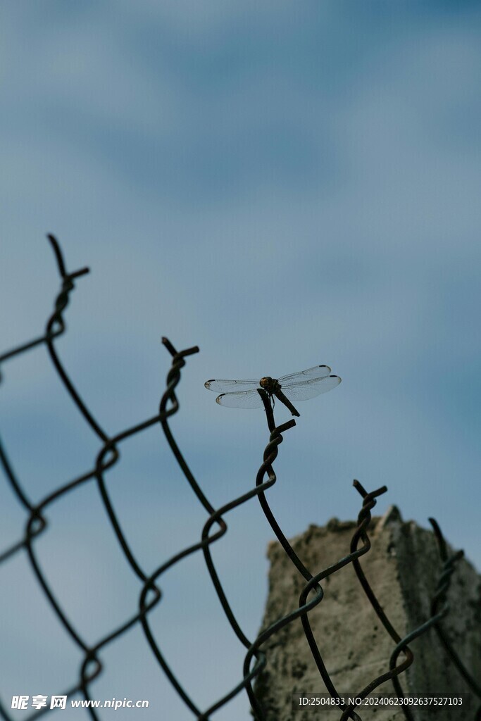 蜻蜓