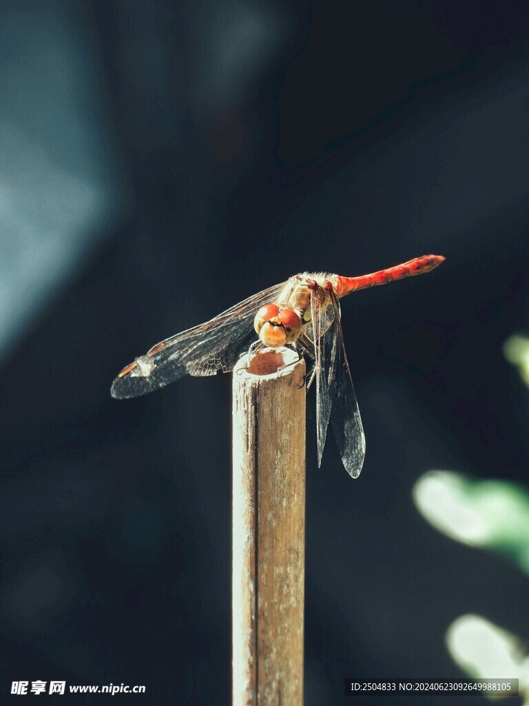 蜻蜓