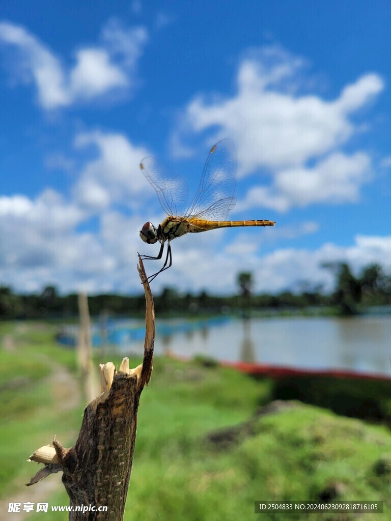 蜻蜓