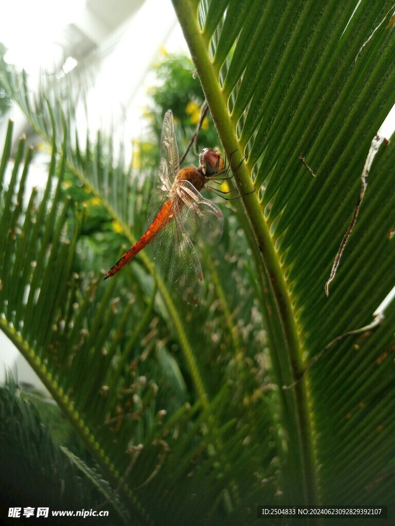 蜻蜓