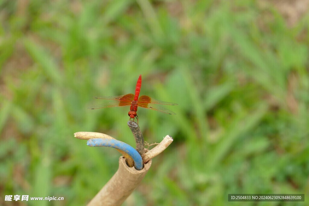 蜻蜓