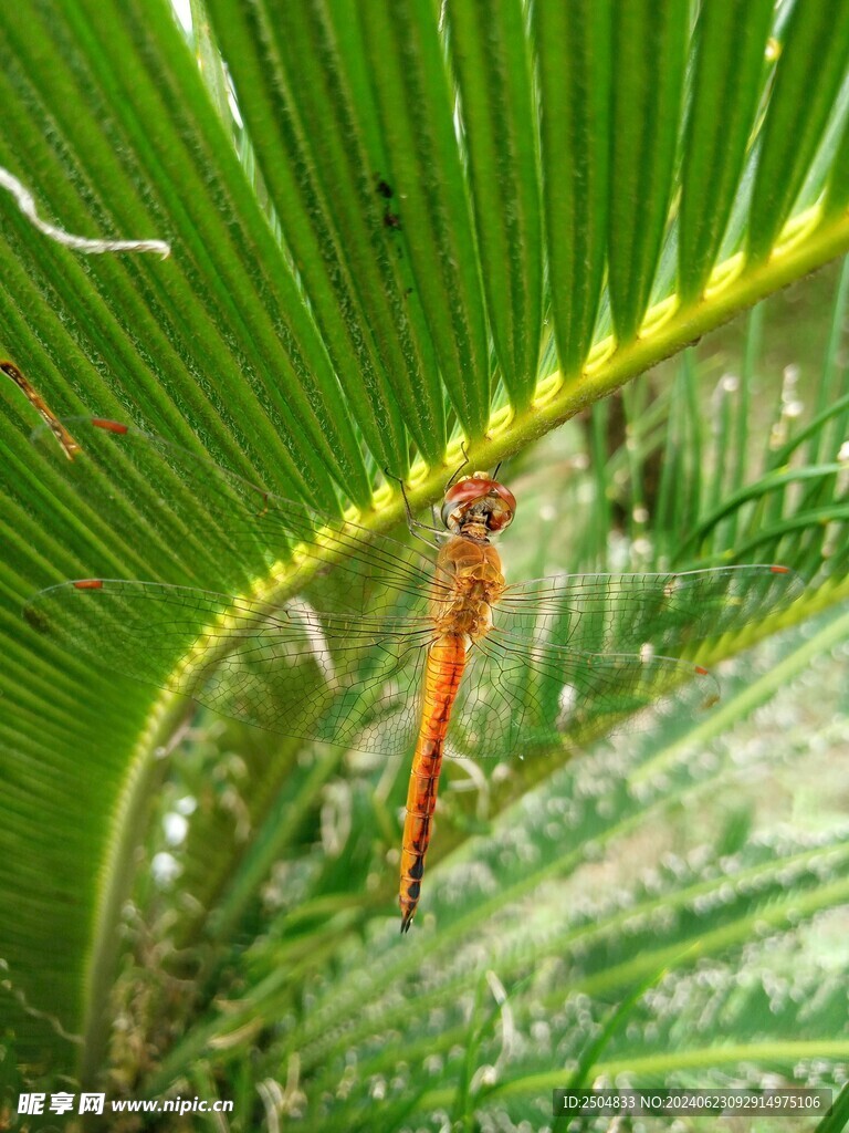 蜻蜓