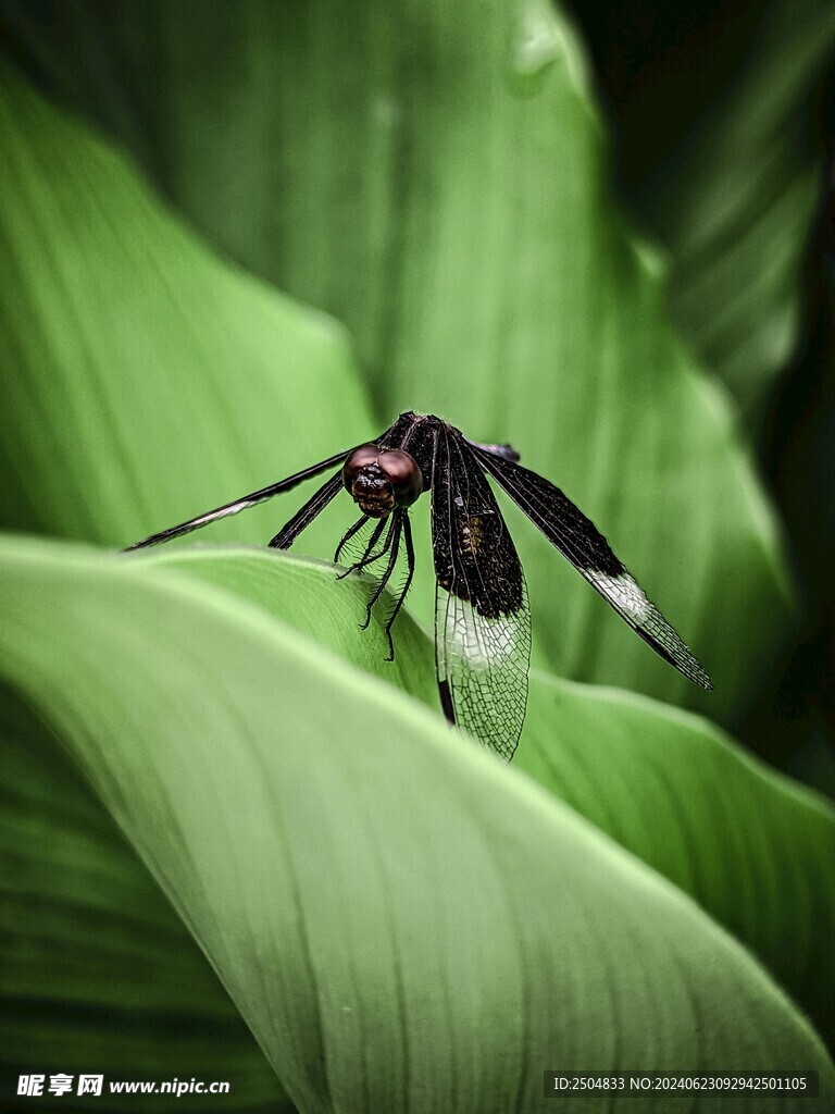 蜻蜓