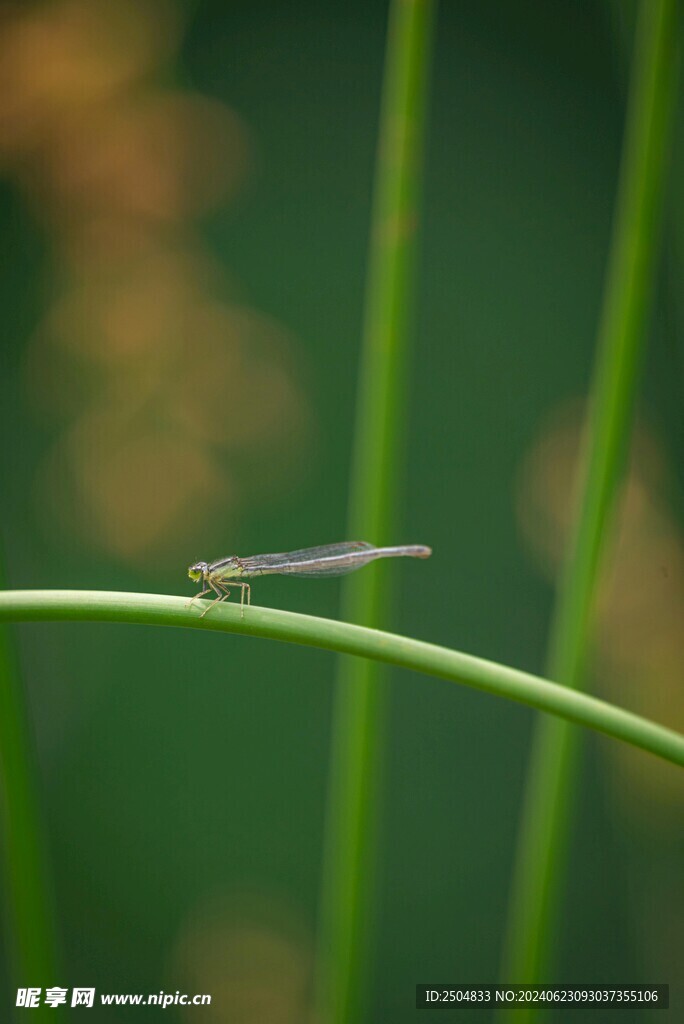 蜻蜓
