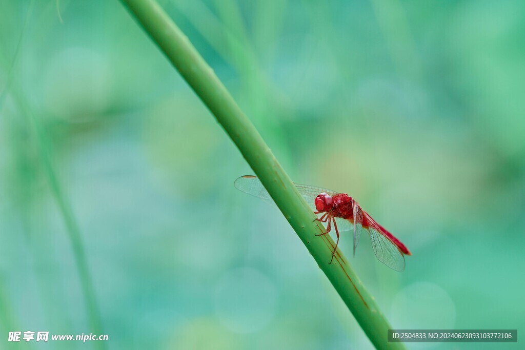 蜻蜓