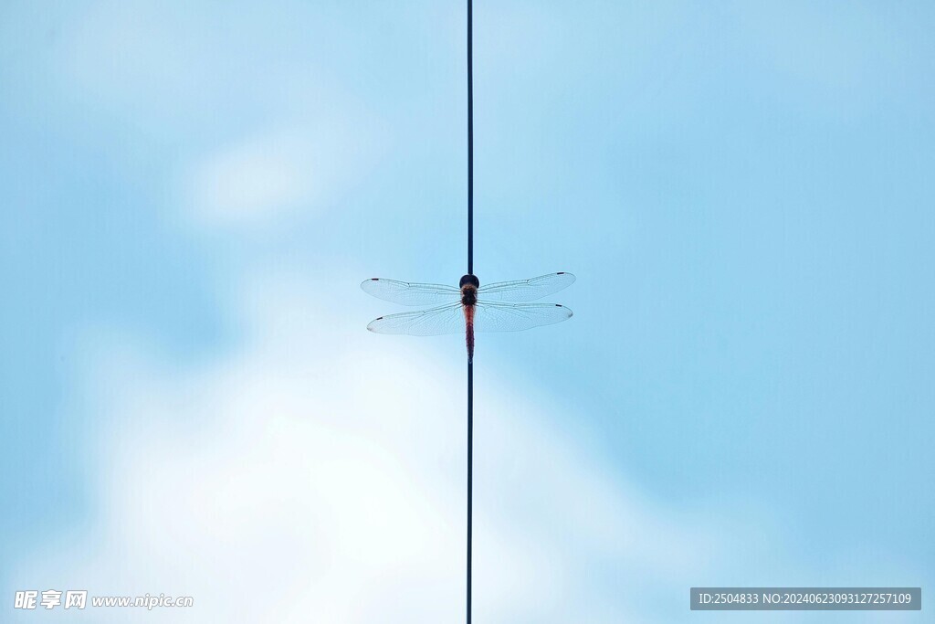 蜻蜓