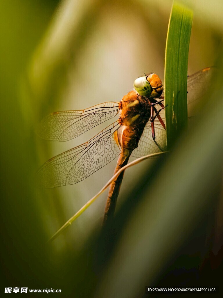 蜻蜓