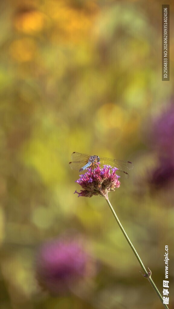 蜻蜓