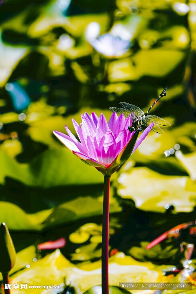 蜻蜓