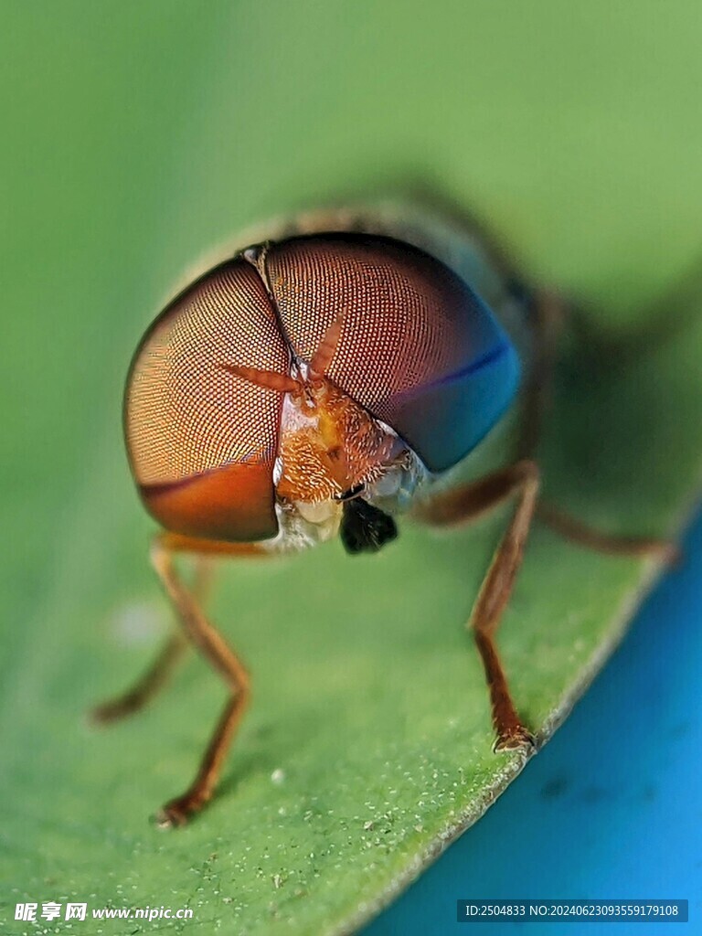 蜻蜓