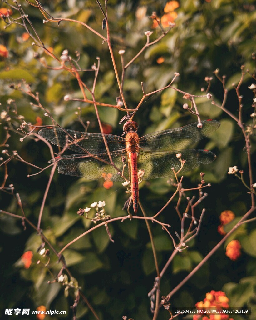蜻蜓
