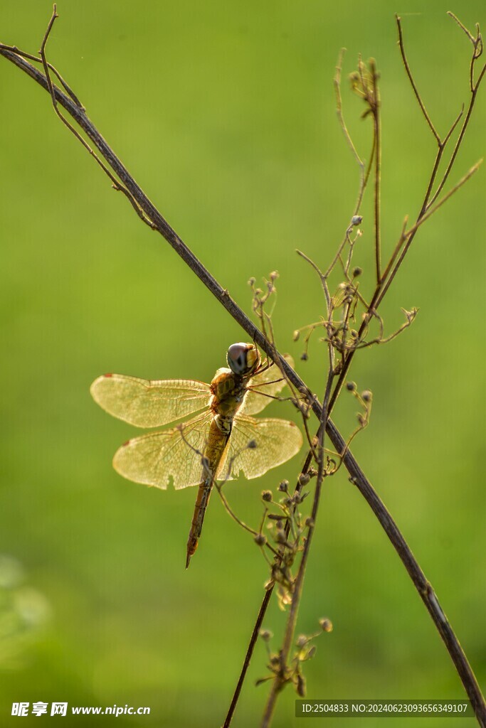 蜻蜓