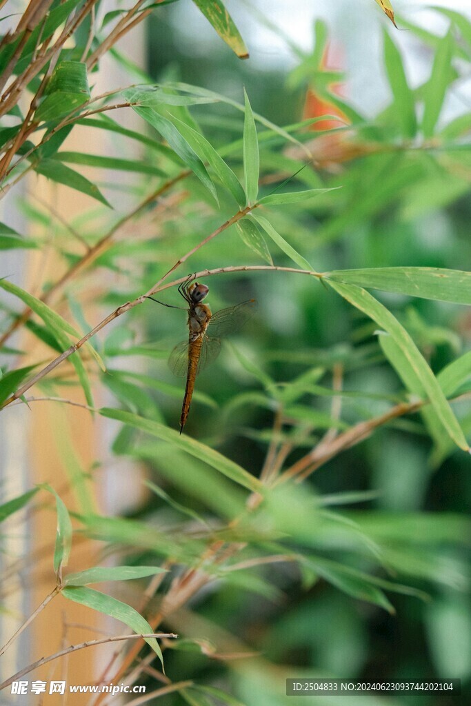 蜻蜓