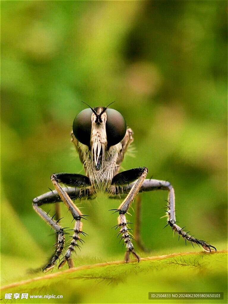 蜻蜓