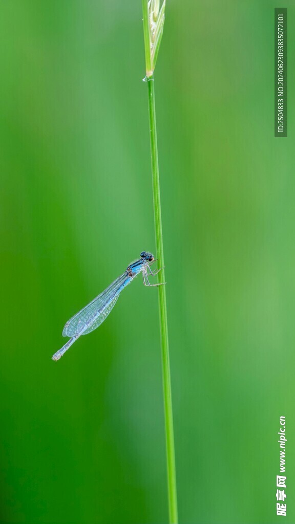 蜻蜓