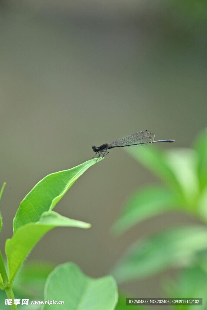 蜻蜓