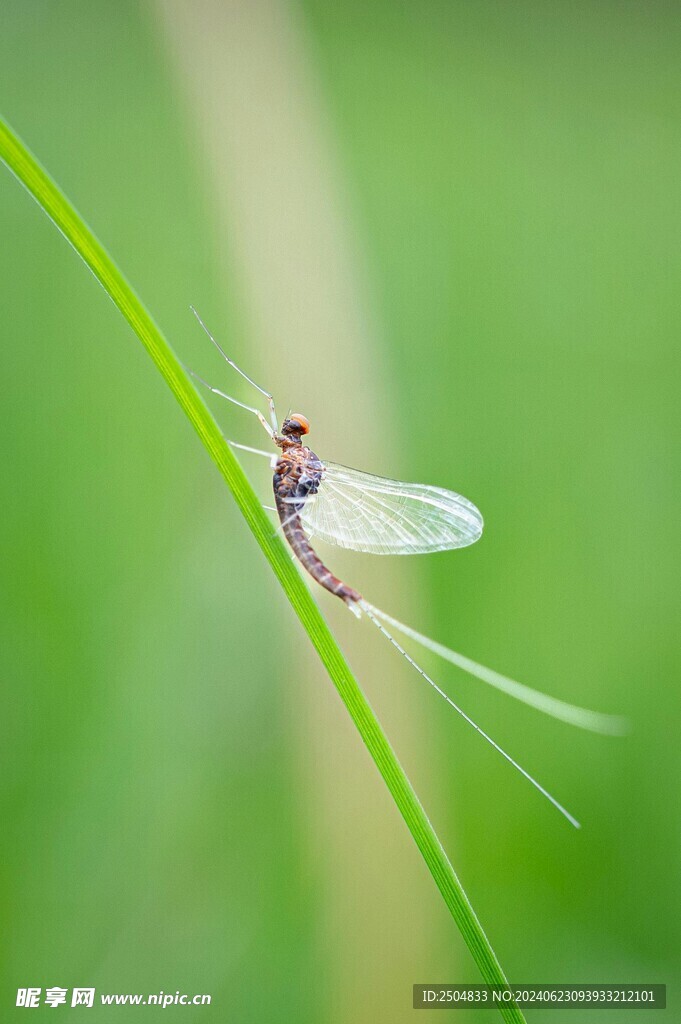 蜻蜓
