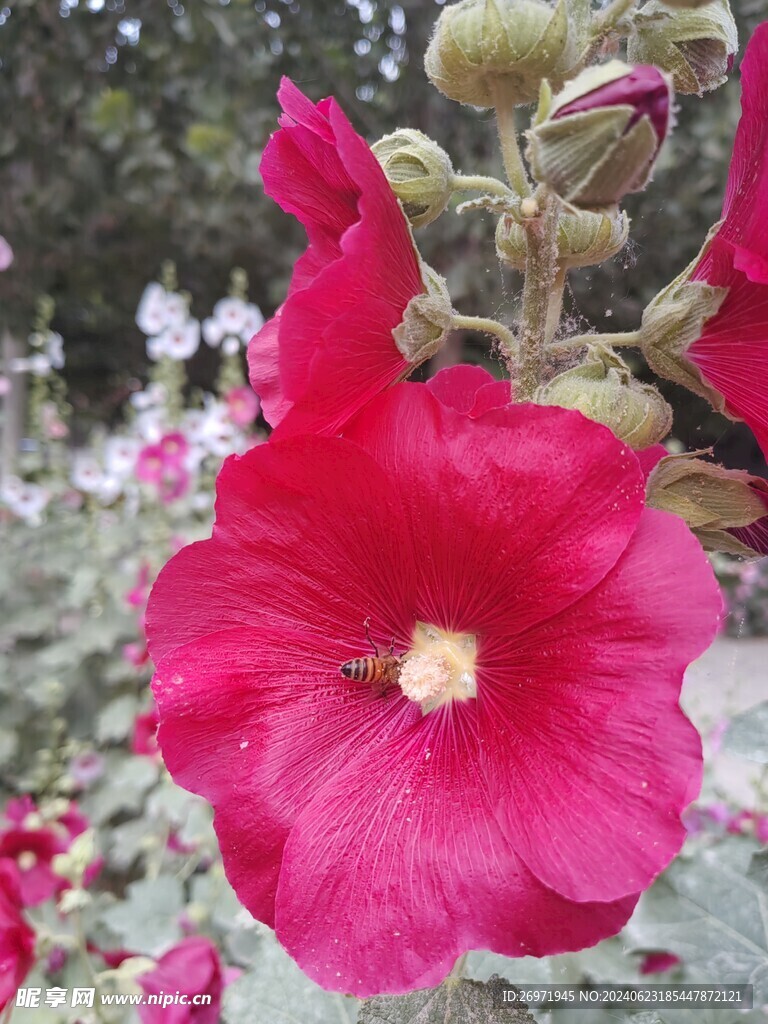 红色的花朵