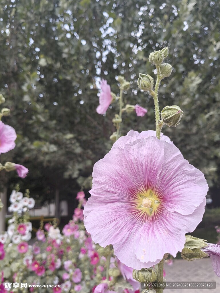 粉色的鲜花