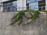 围墙藤曼稀疏