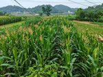田野玉米地