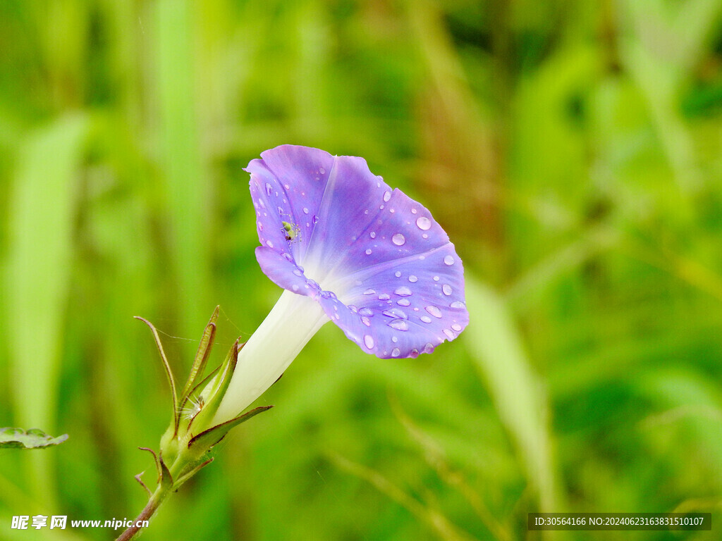紫色小花花朵