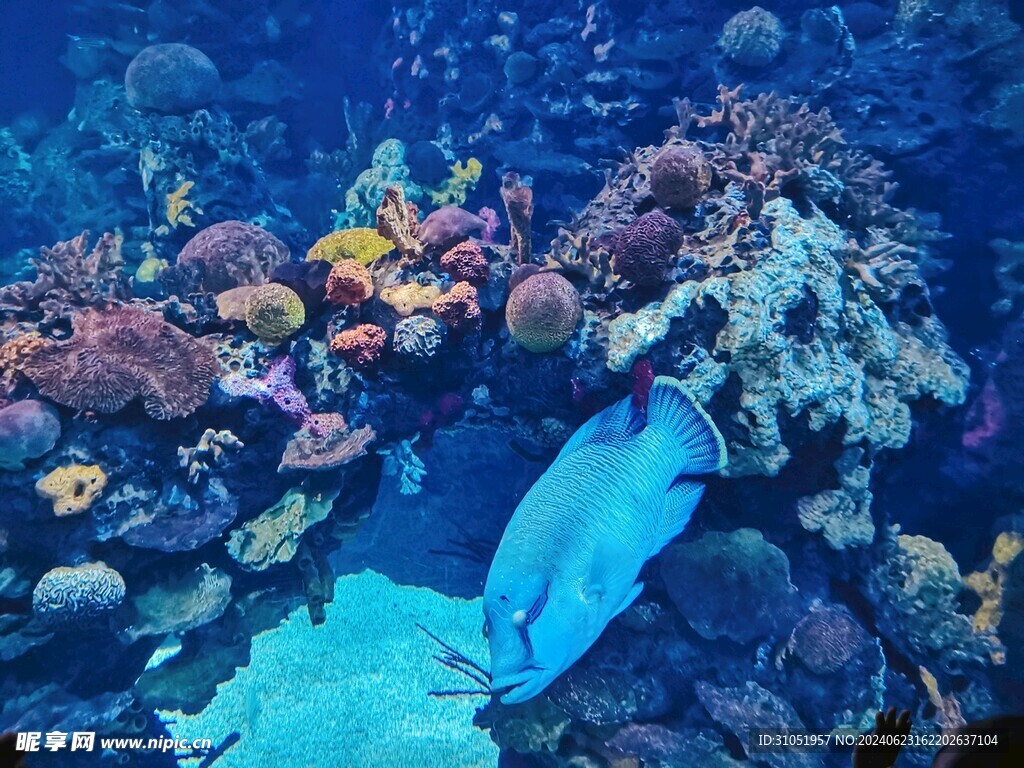 蔚蓝深海