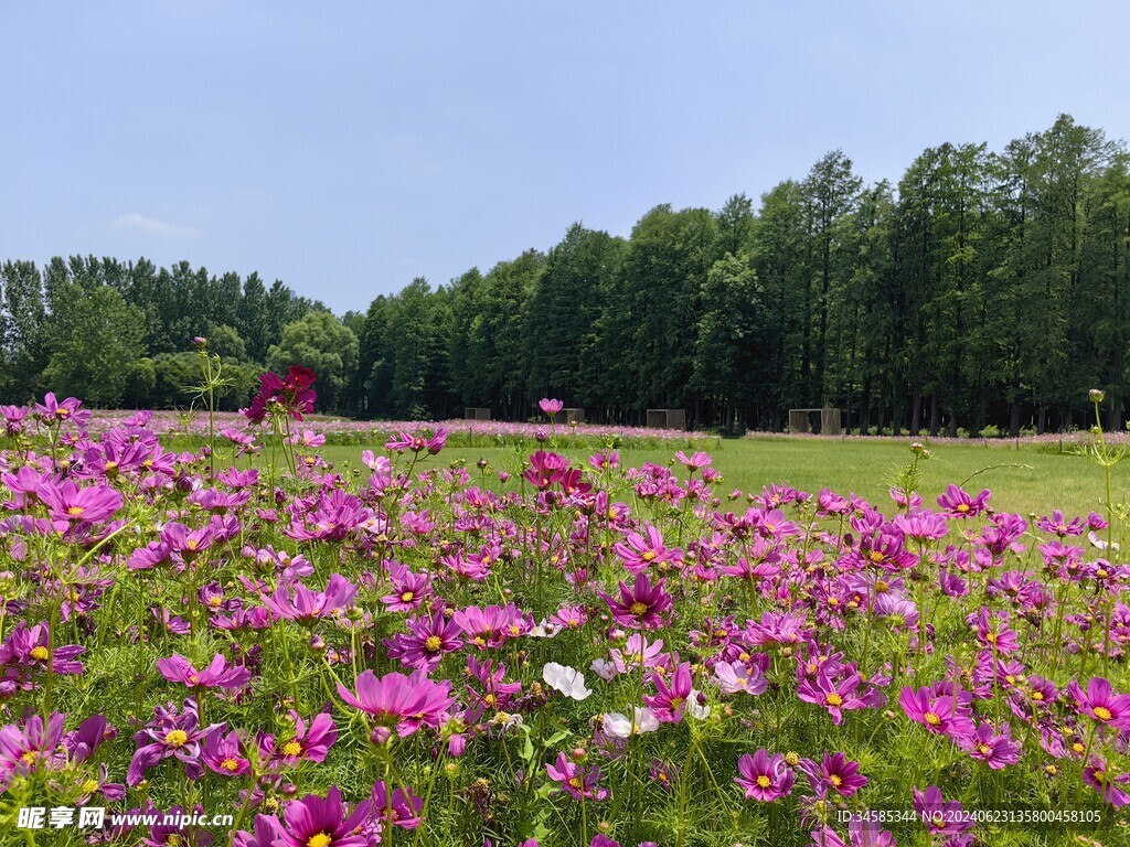 格桑花海