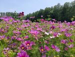 格桑花海