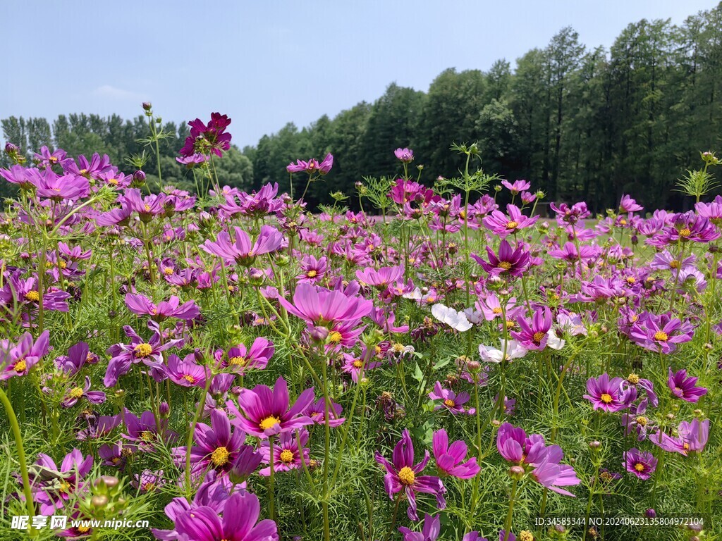 格桑花海