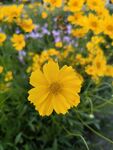 小黄花