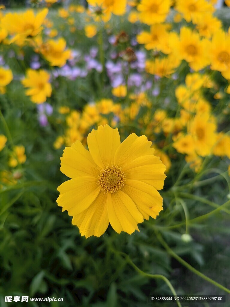 小黄花