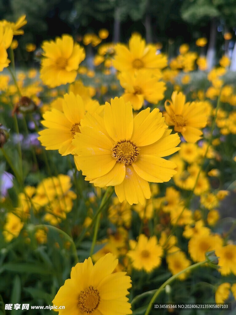 小黄花