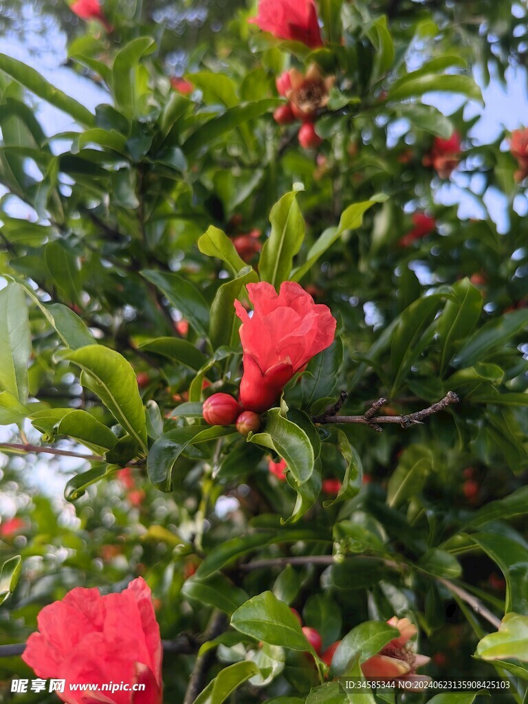 石榴花