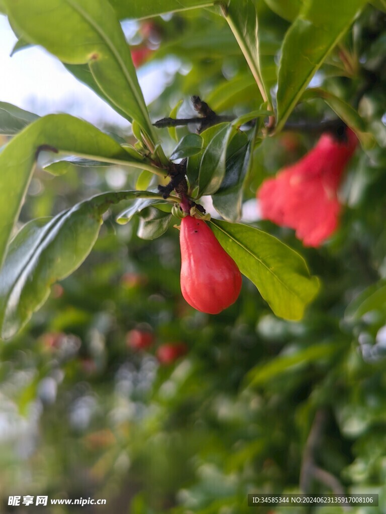 石榴花