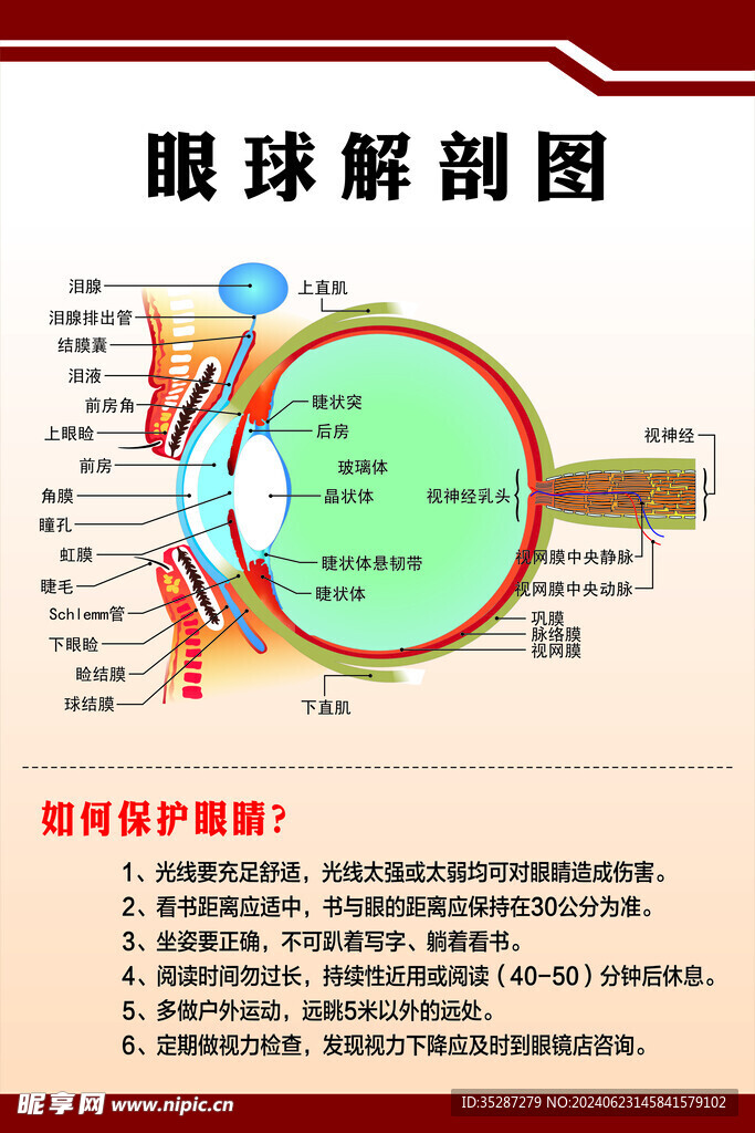 眼球解剖图